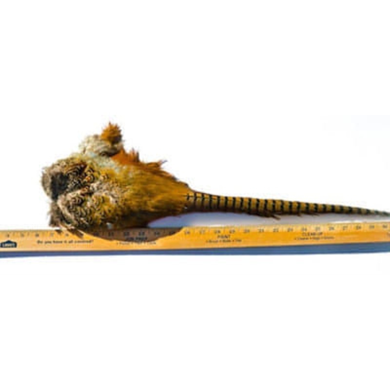 Complete Ringneck Pheasant Tail