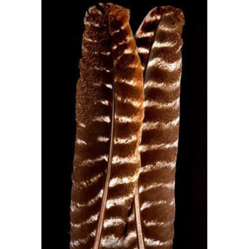Natural Bronze Turkey Quills|Quill- 1 Pair|Quill- 1 Pair Sprayed with Feather Tough