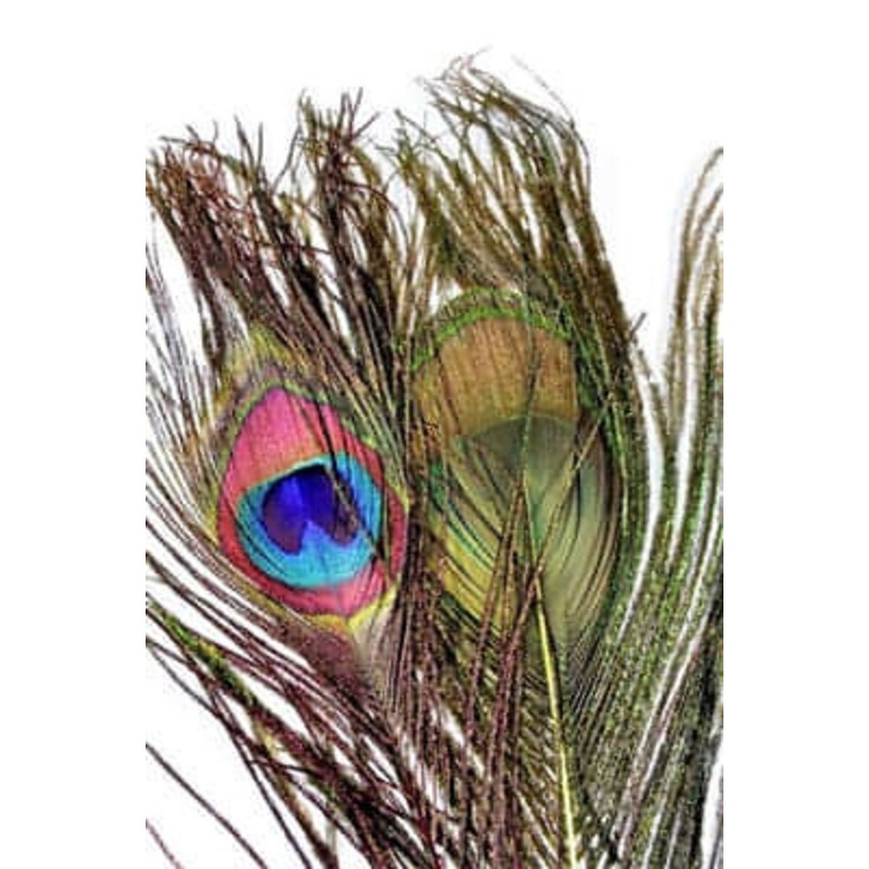 Peacock Eyes|Dun|Natural|Olive|Red|Yellow