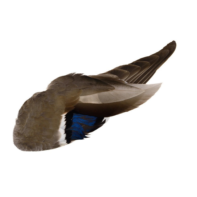 Mallard Wings