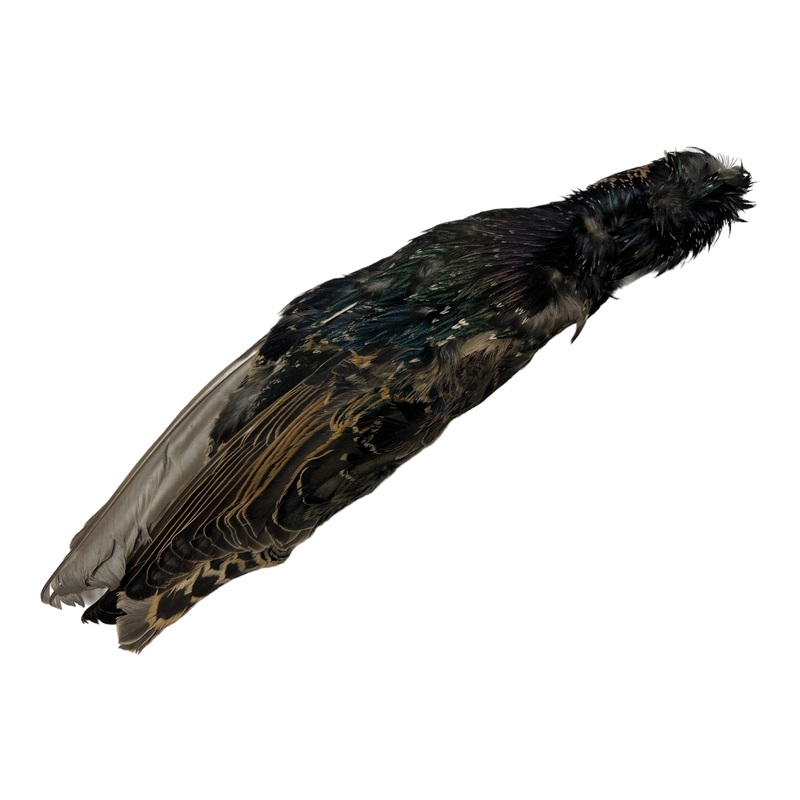 Nature’s Spirit Starling Skin|Natural