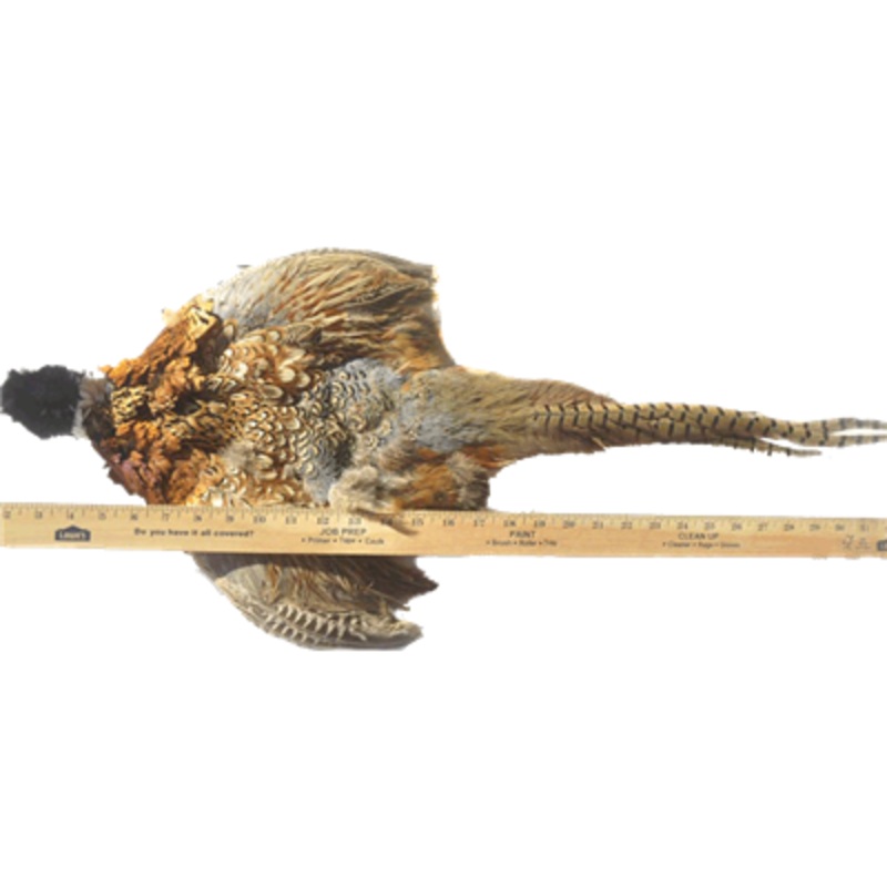 Ringneck Complete Pheasant Skin