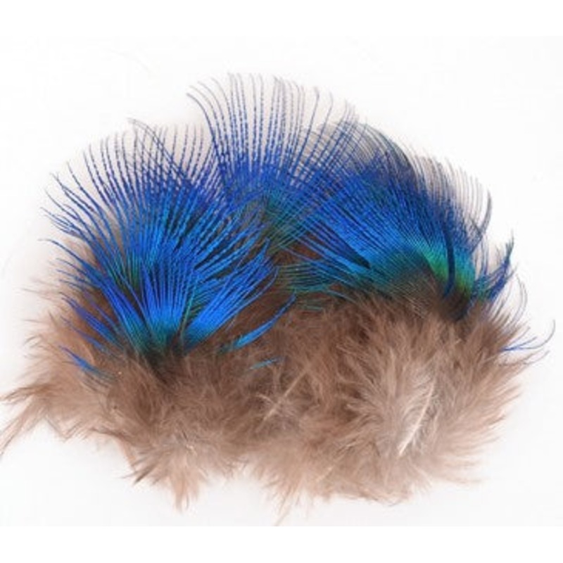 Blue Peacock Feathers
