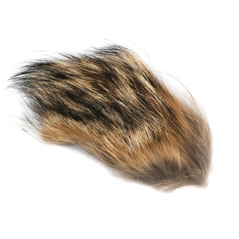 Coyote|Small|Large|Natural