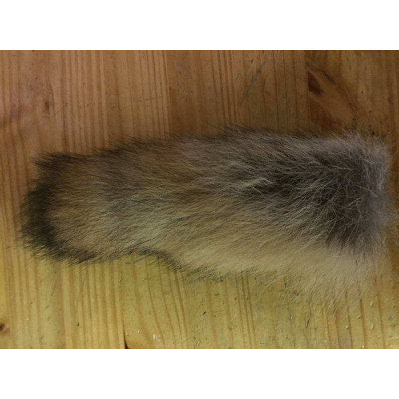 Coyote Tail