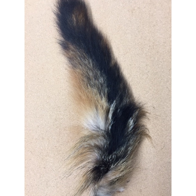 Fox, Gray – Tail