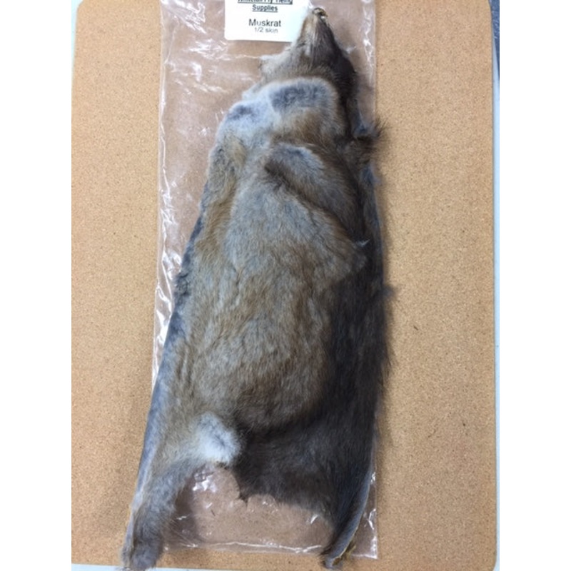 Muskrat – Half Skin