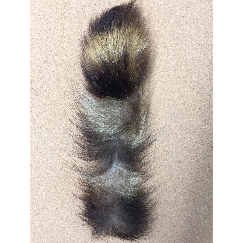 Raccoon Tail