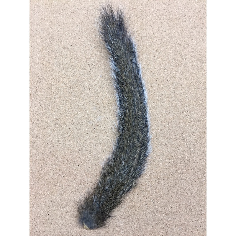 Squirrel, Gray Tail – Natural