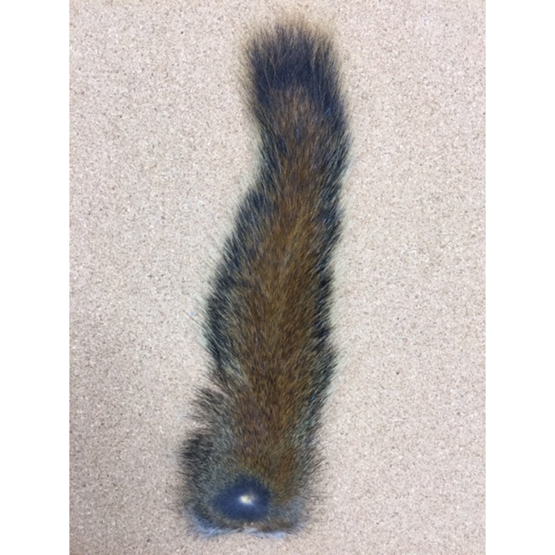 Squirrel, Pine/Red – Tail