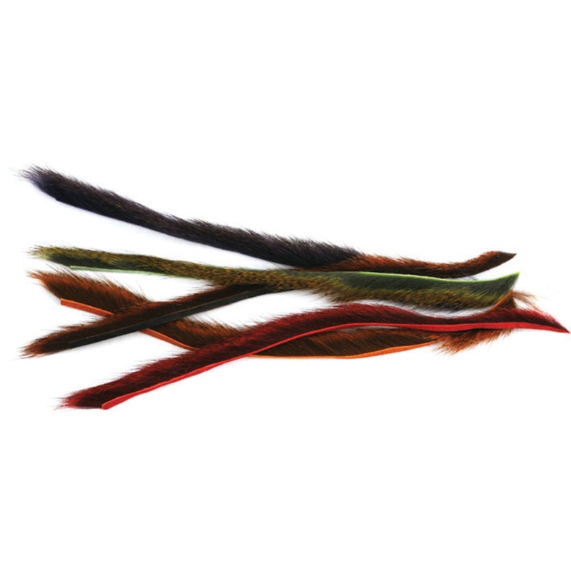 Squirrel, Pine – Zonkers (1/8)