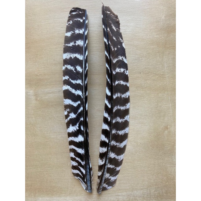 Turkey Biot Quills – Ozark Barred