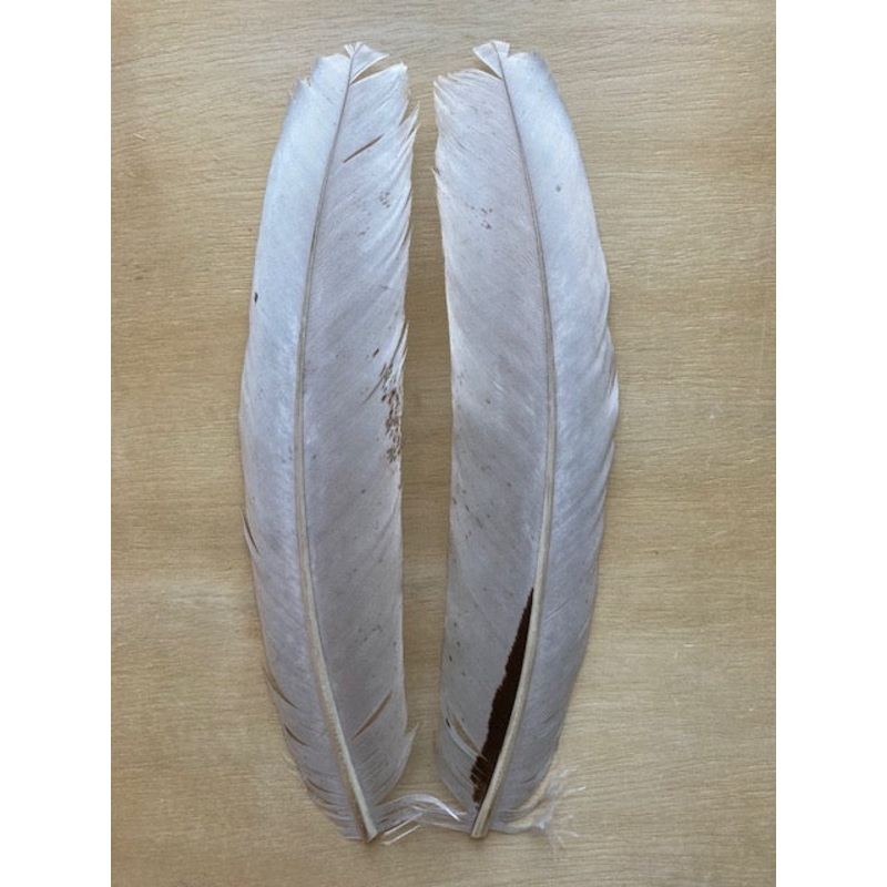 Turkey Quills, Blue Dun