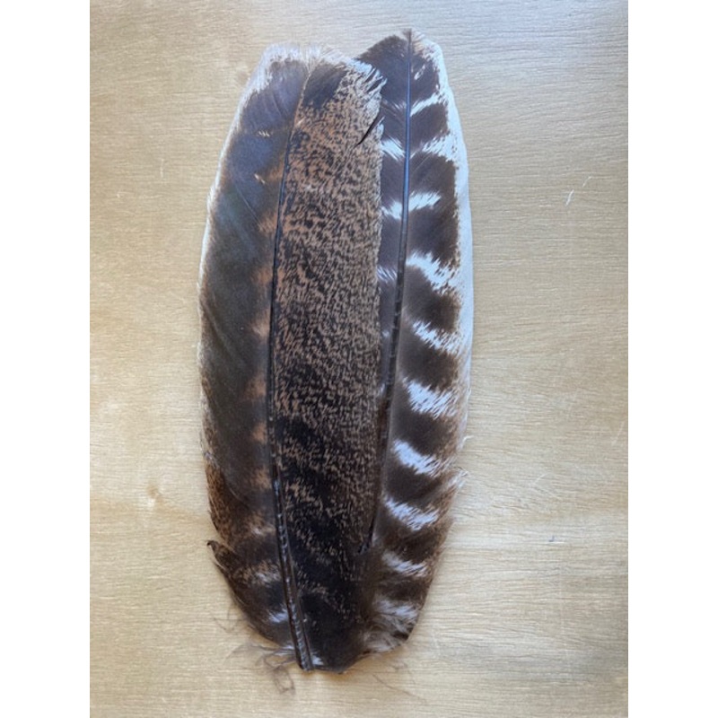 Turkey Wing Quills – Barred and Mottled