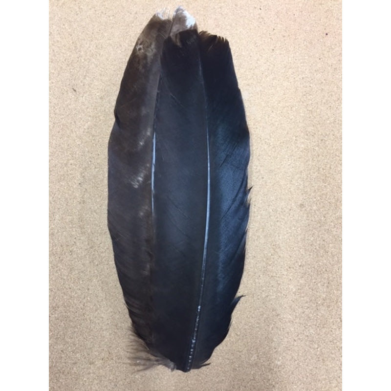 Turkey Wing Quills – Black Spanard (Genetic)