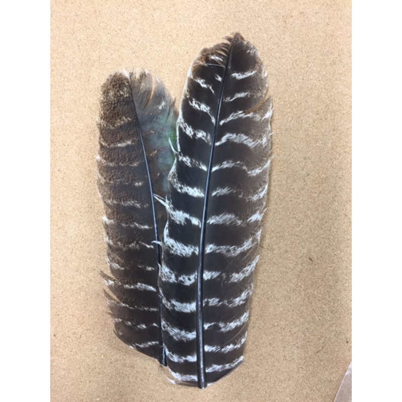 Turkey Wing Quills – Natural