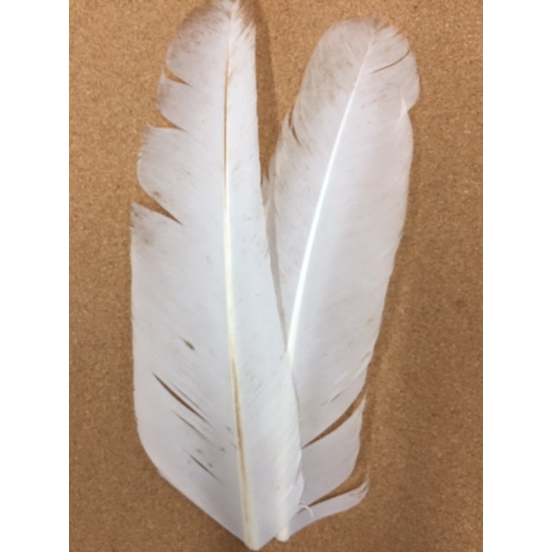 Turkey Wing Quills – White (Genetic)