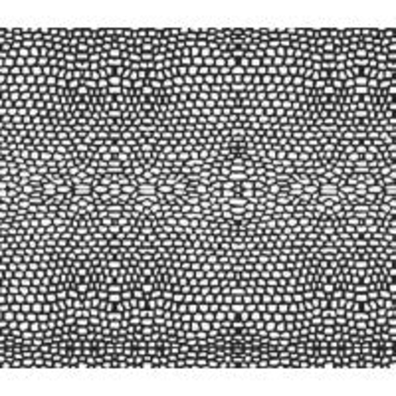 Thin Skin Gator|Tan/Black|Olive/Black