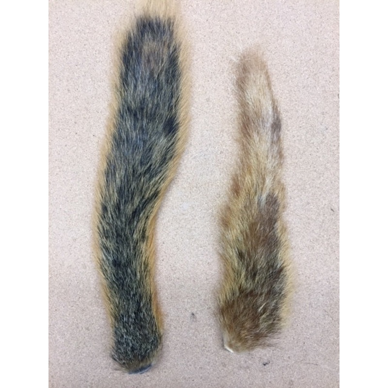 Squirrel, Red – Tail|Natural|Bleached