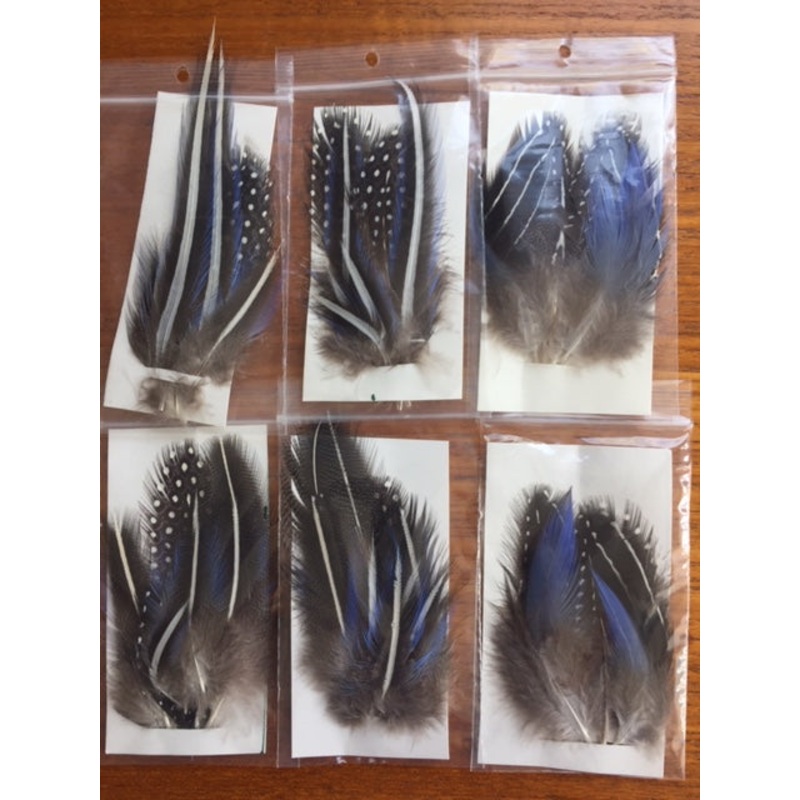 Vulturine Guineafowl Body Plumage