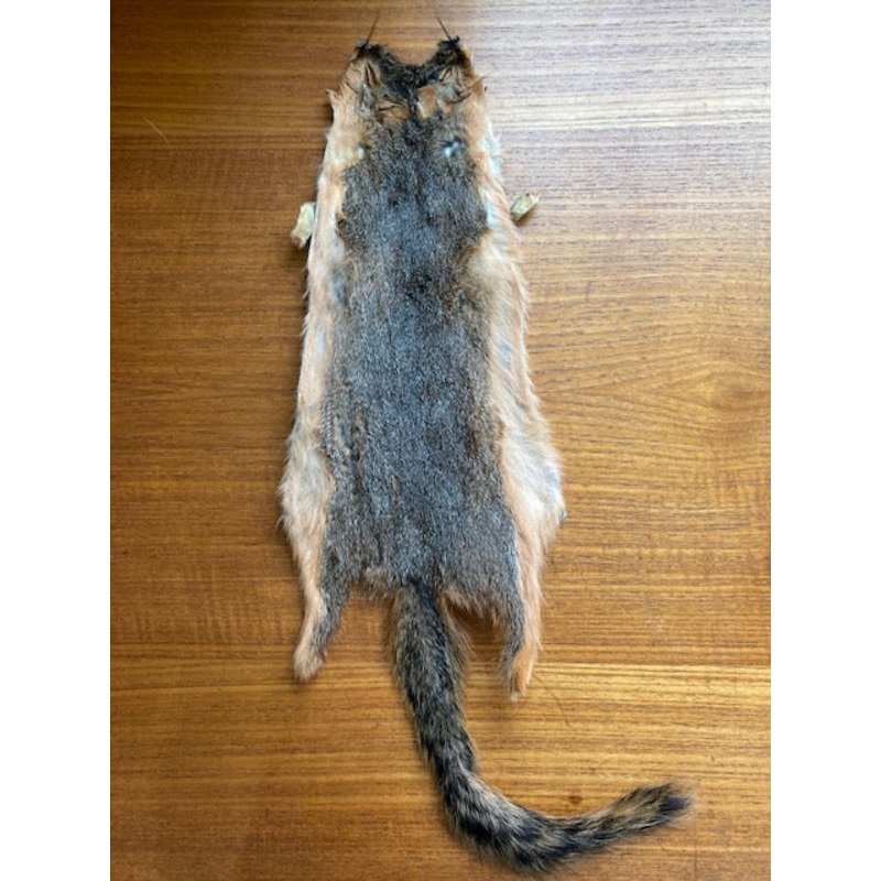 Squirrel, Red Fox Skin with Tail AAA