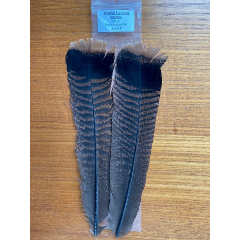 Turkey Tail Feathers – Mottled (Cinnamon Tip) Select