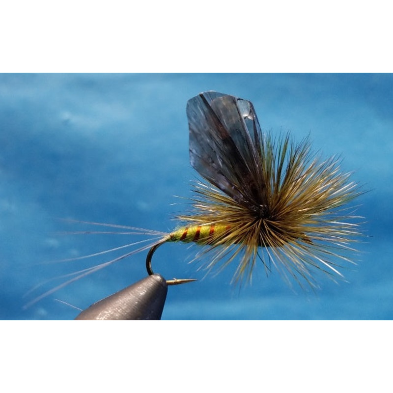 Adult Green Drake – cellophane wing