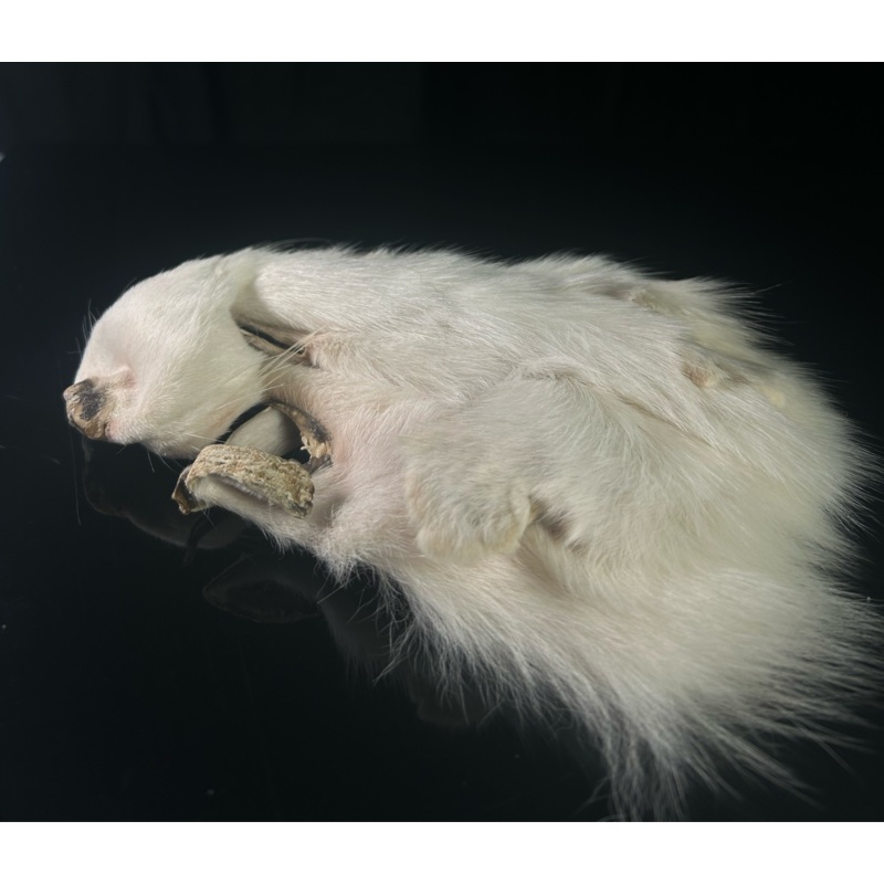 Arctic Fox Mask – Natural