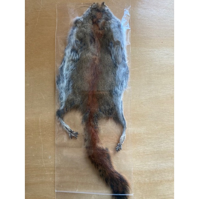 Pine Squirrel Skin with Tail – Premium