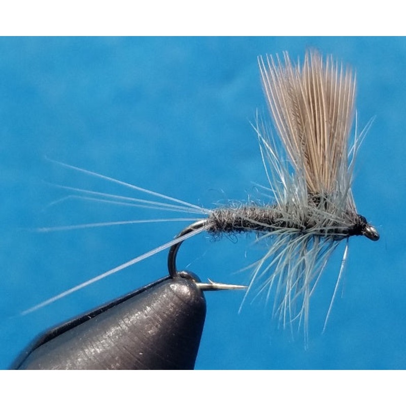 Thorax Blue Dun