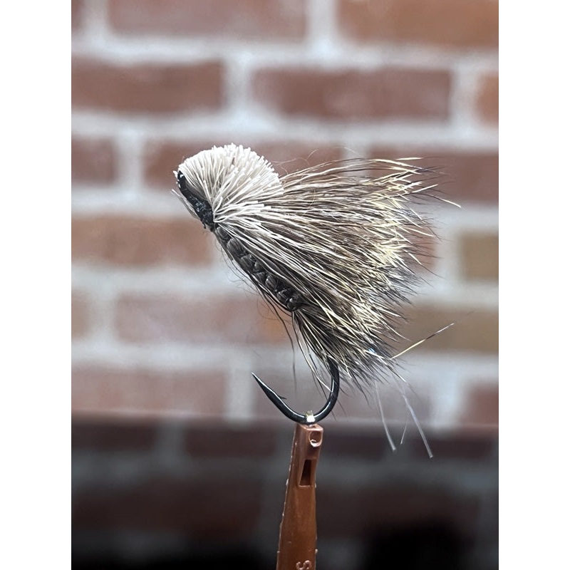 Laporte’s Bulkley Pearl Mouse||4||6||8