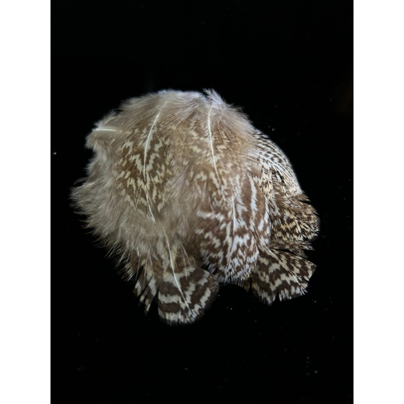 Female Argus Body Feathers