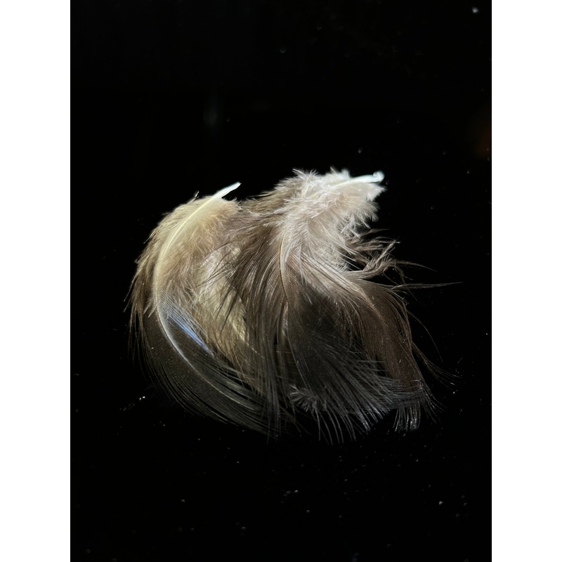 Vulturine Guinea Breast Natural Black