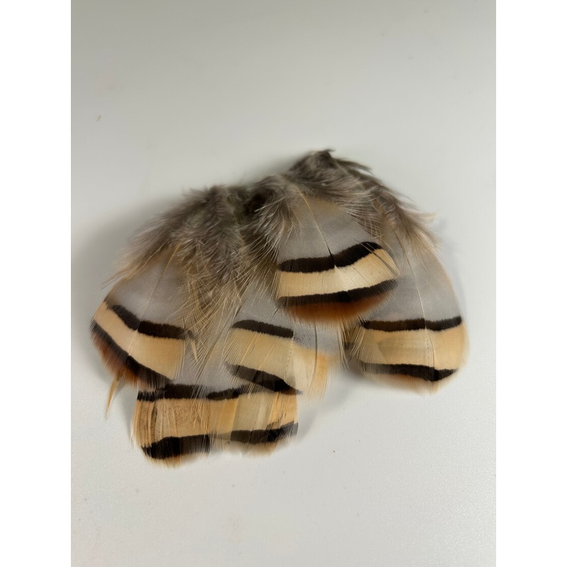 Chukar Flank Feathers