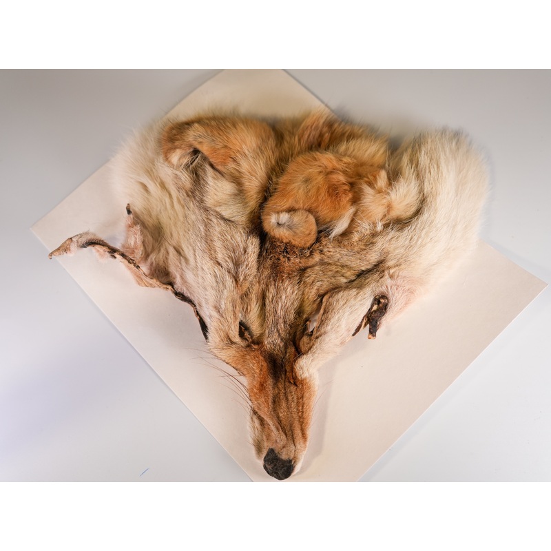 COYOTE FACE – X-large Natural