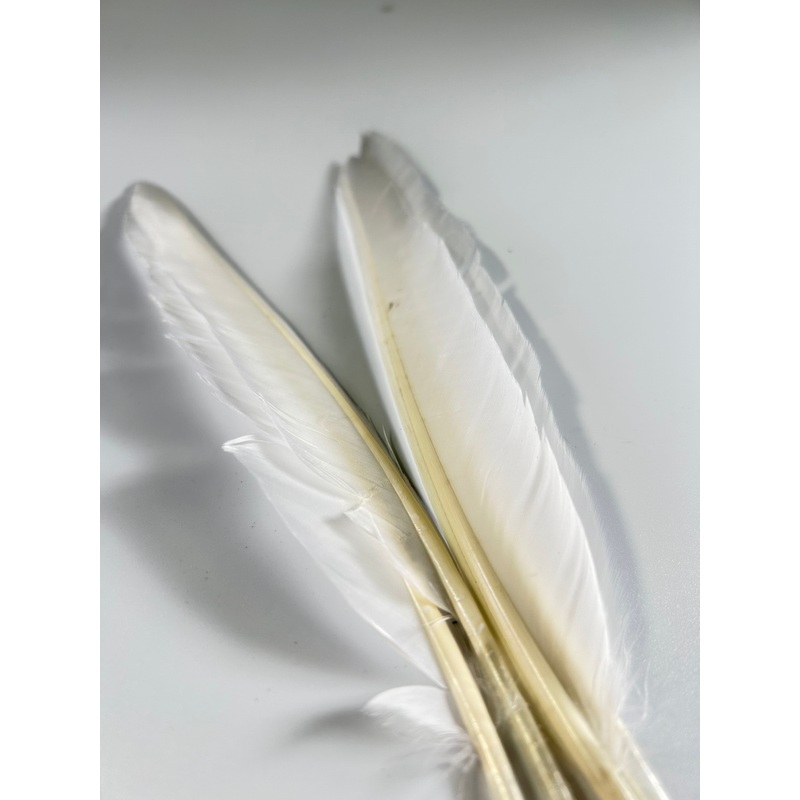 DUCK QUILL. 2 PAIR. WHITE