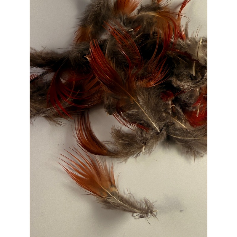 Golden Pheasant Red Flank Feathers