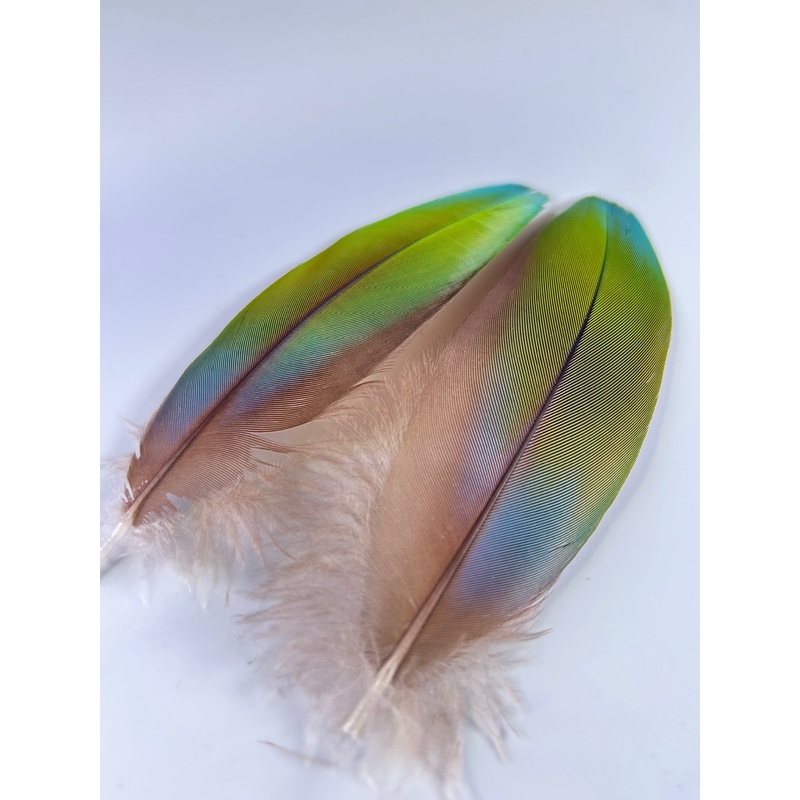 Green/Blue/Red Macaw