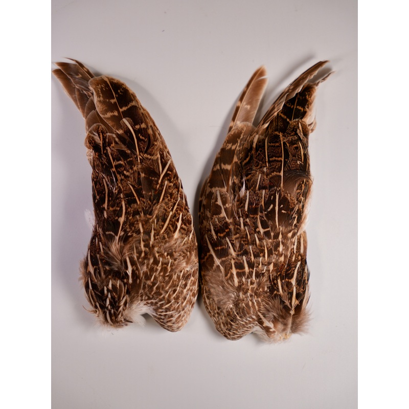 Hungarian Partridge Wing Pair