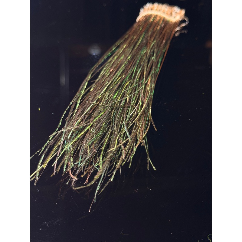 PEACOCK STRUNG HERL  Select 8 to 10 –  1/8 oz.