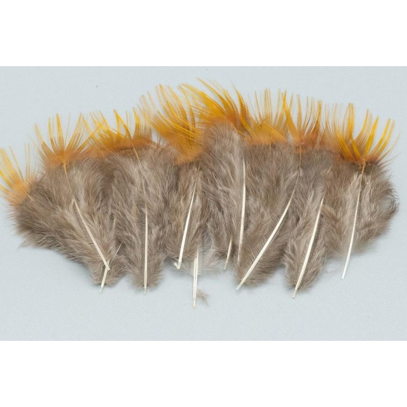 Shor – Golden Pheasant Rump