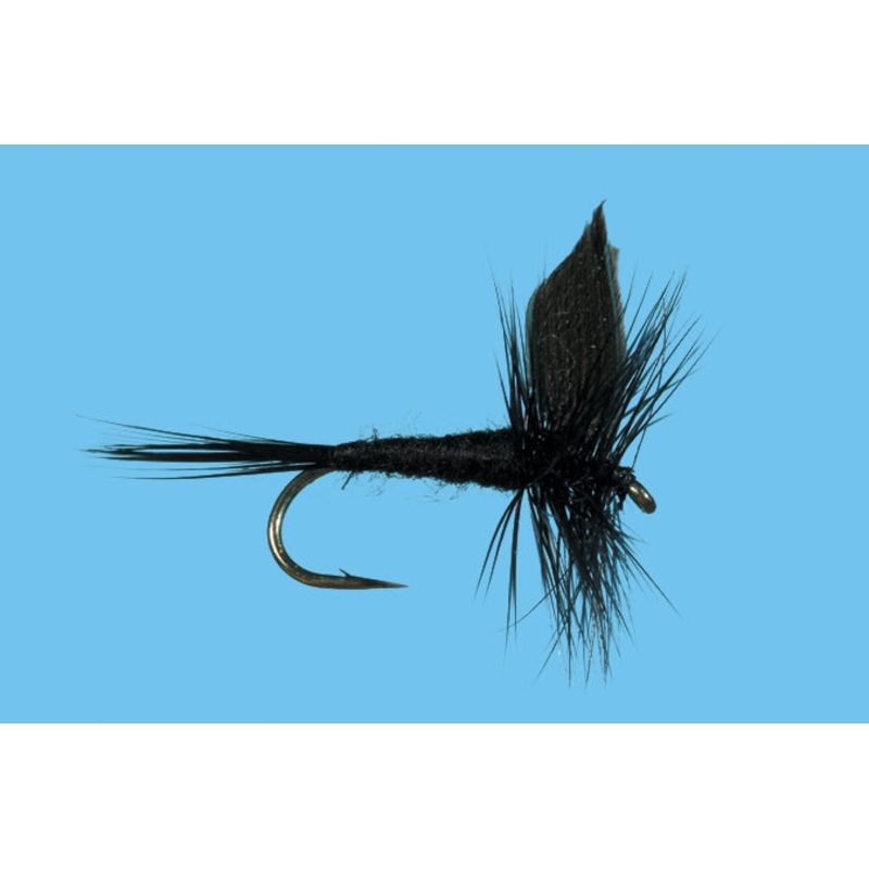 Black Gnat|14|16