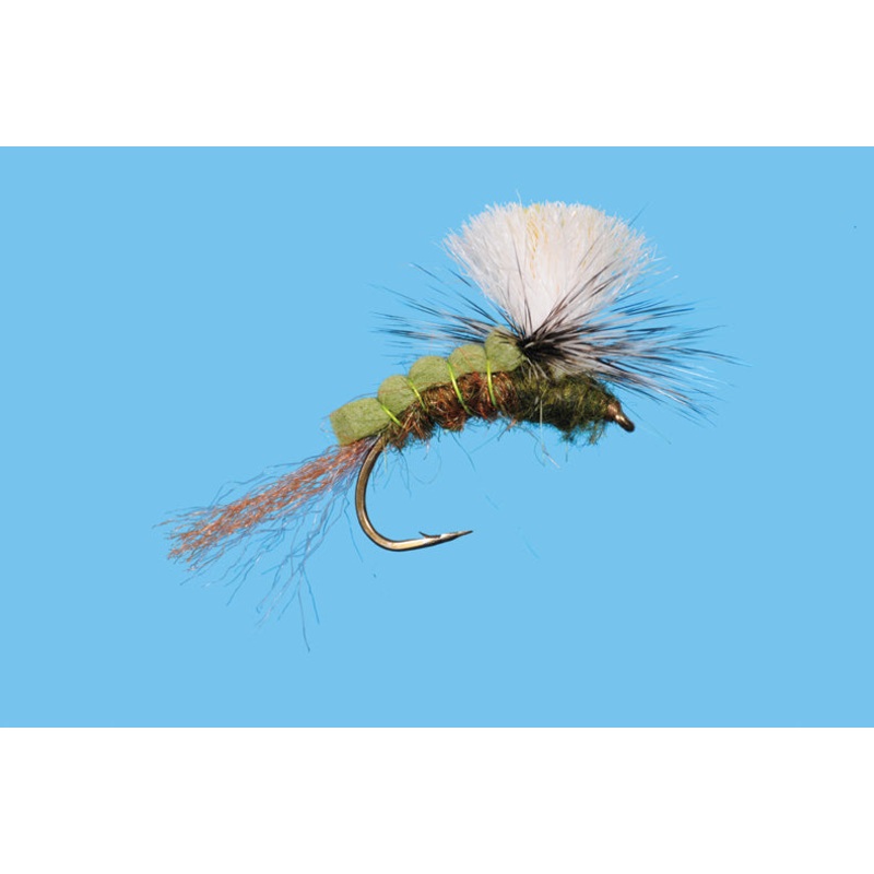 Green Drake Sir Francis|12