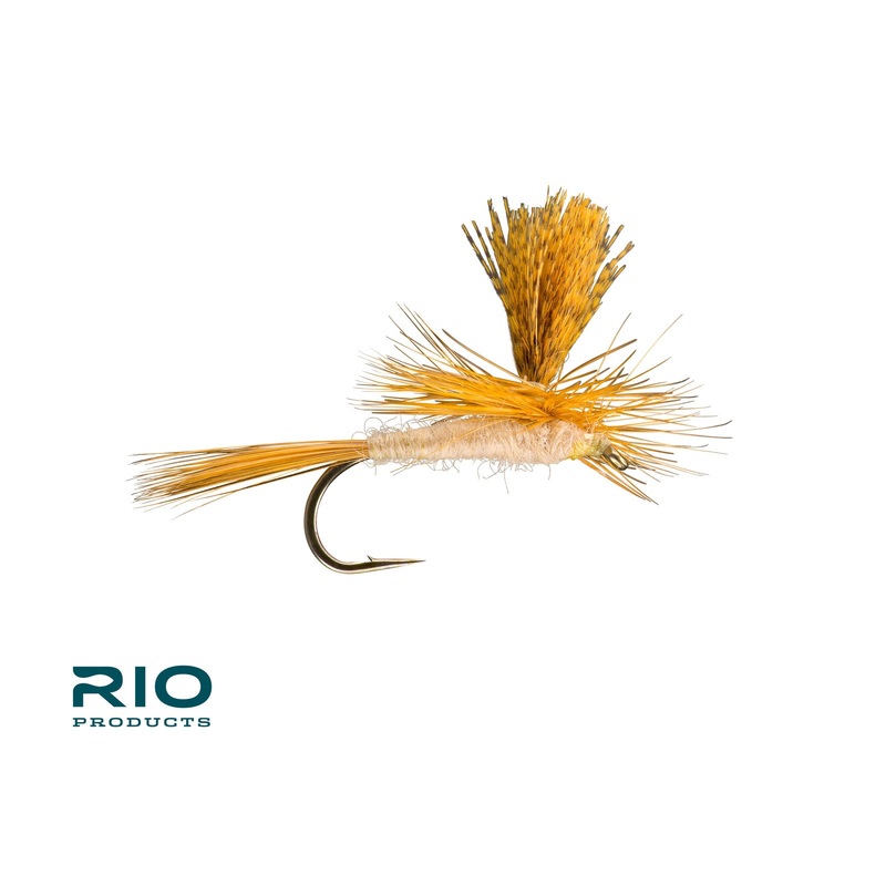 Parachute Cahill|14|16