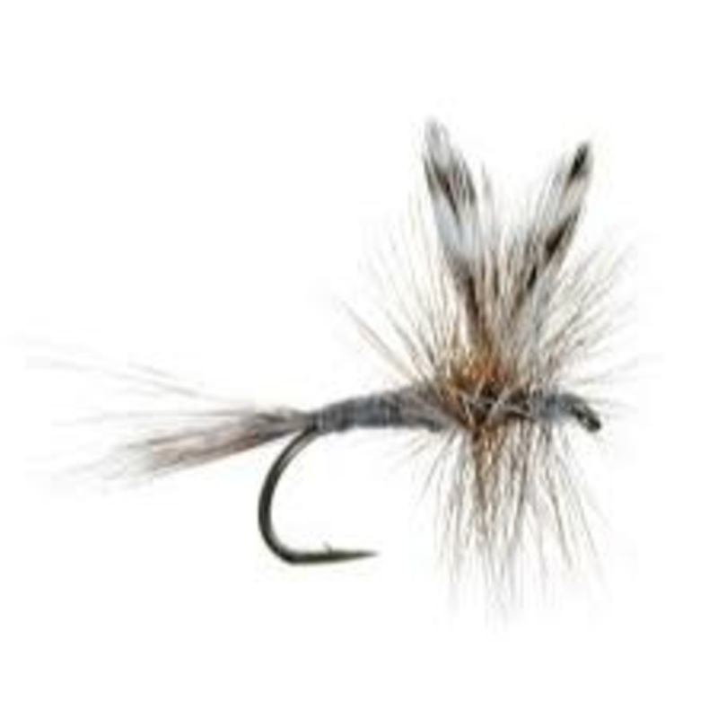 Adams||14||16||18||20