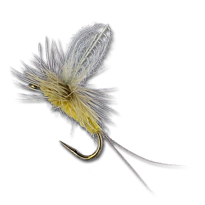 CDC Biot Dun PMD||18