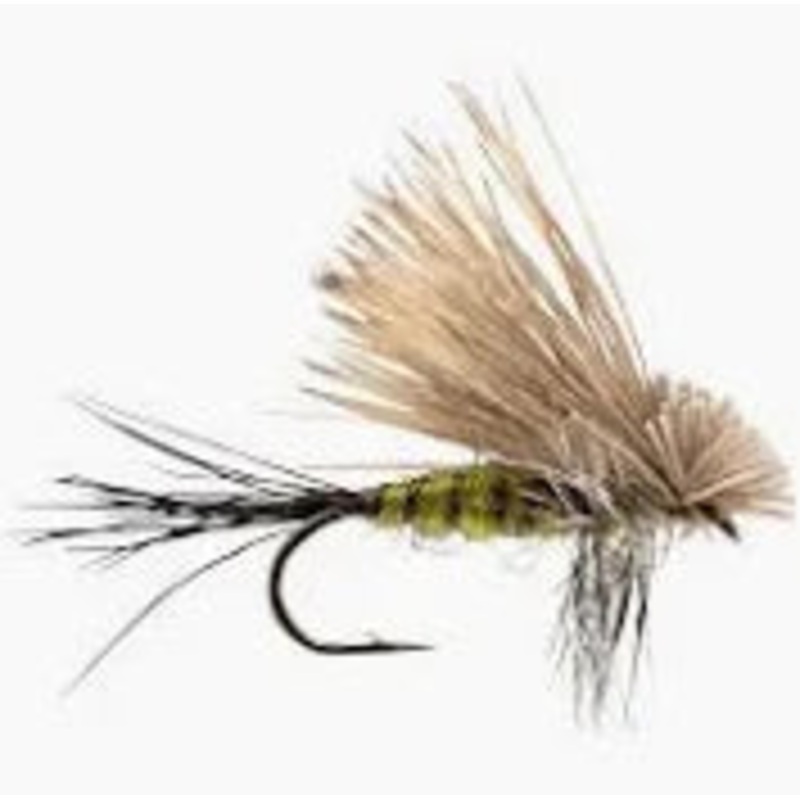 Hairwing Drake||10||12