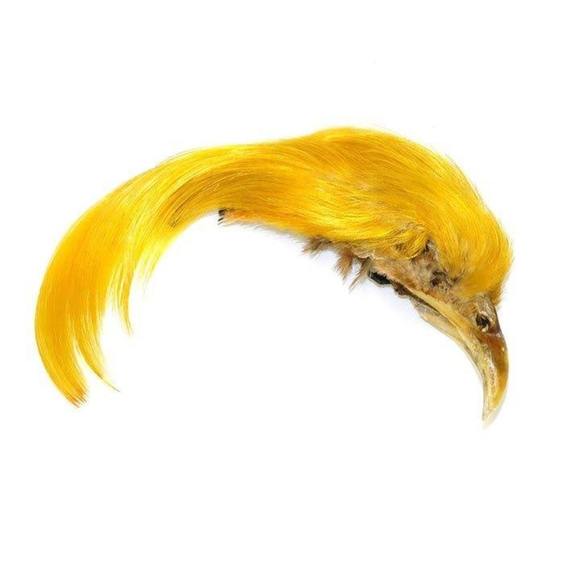 Golden Pheasant Crest