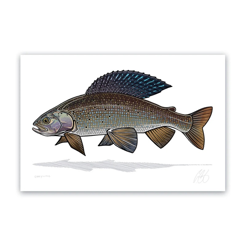 Casey Underwood Artwork & Design Arctic Grayling Decal 5