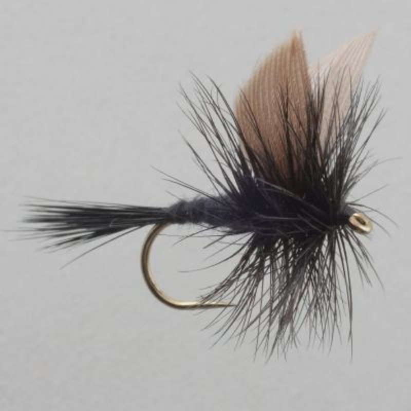 Black Gnat||12||14